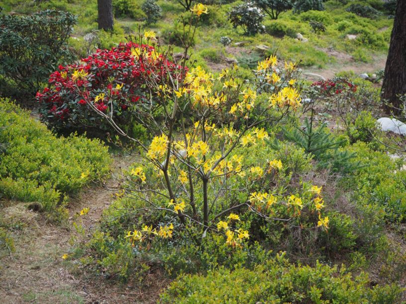 Rhododendron luteum - Gullasalea