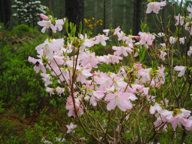 Rhododendron schlippenbachii - The Royal Azalea