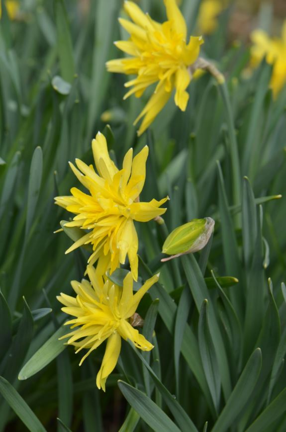 Narcissus 'Rip van Winkle'