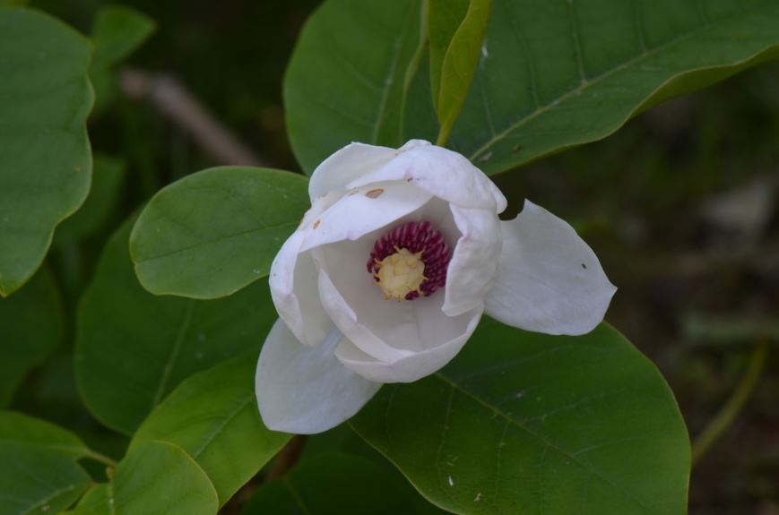 Magnolia sieboldii - Junimagnolia, Siebold's magnolia