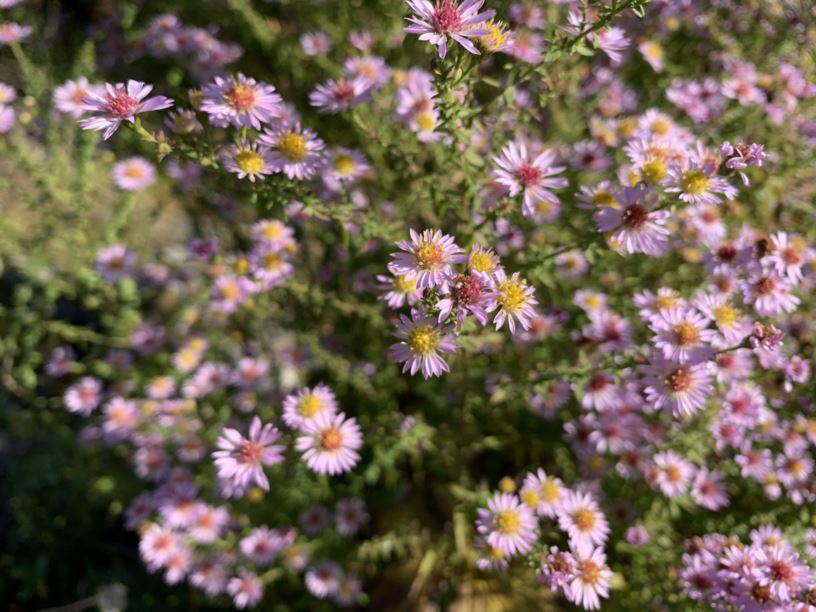 Symphyotrichum ericoides 'Lovely' - Lyngasters, Fall asters, Heath asters