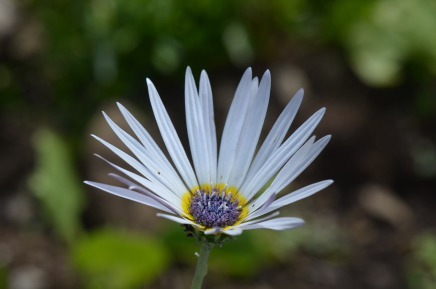 Arctotis venusta - Stor bjørneøre, Blue-eyes African daisy