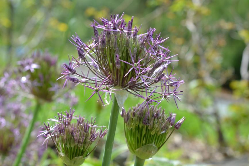 Allium cristophii - Steppeløk, Star of Persia