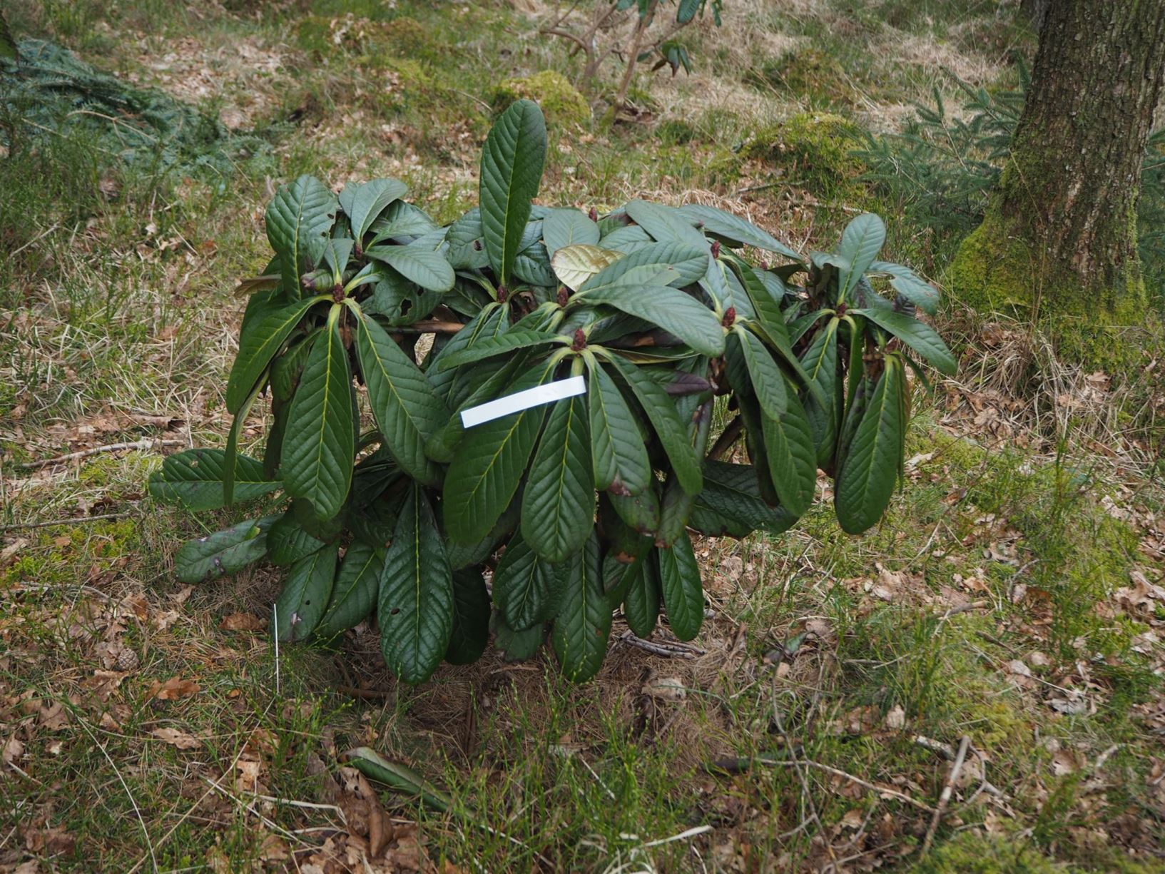 Rhododendron praestans