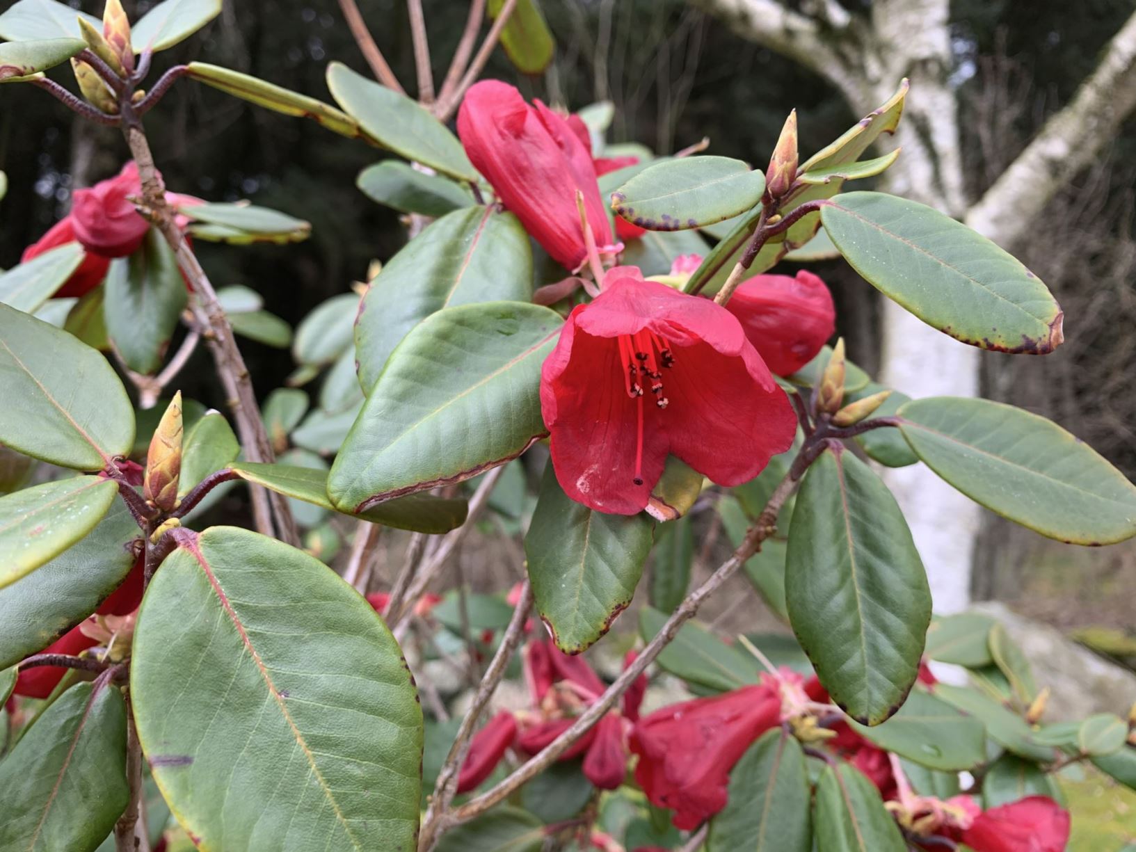 Rhododendron thomsonii subsp. lopsangianum