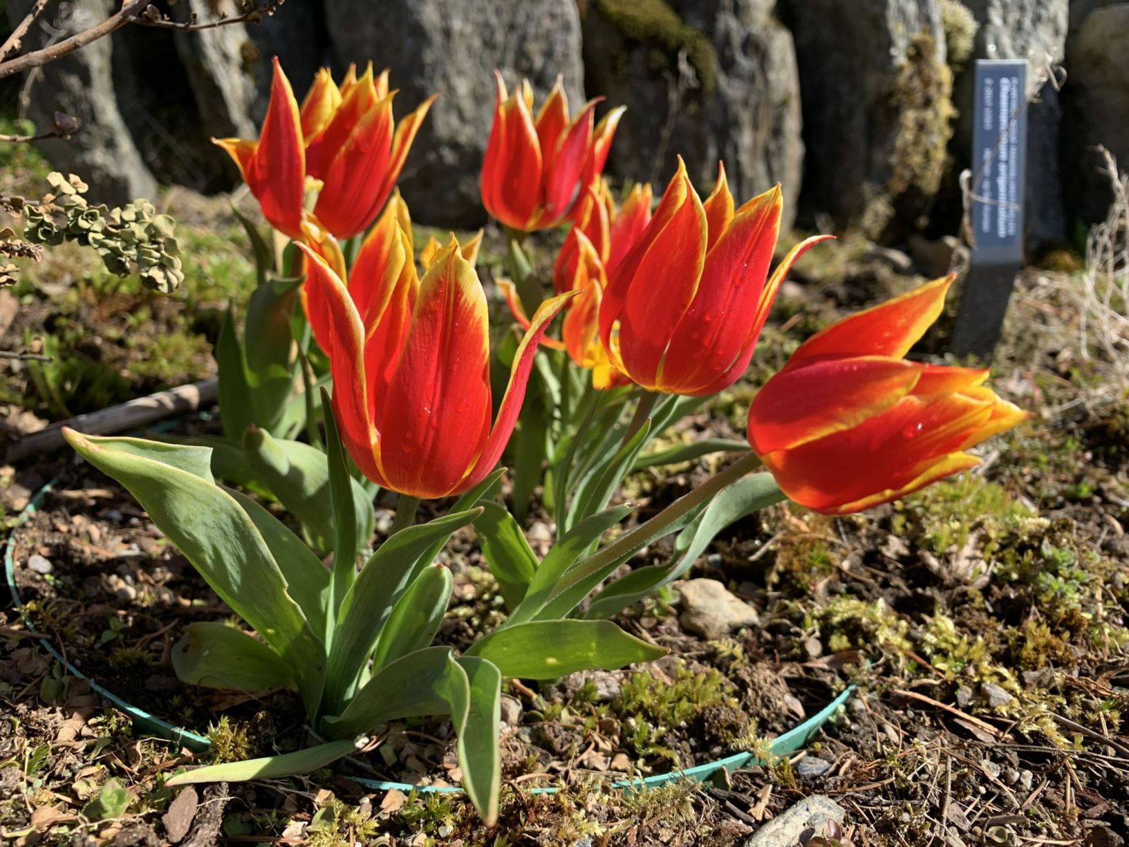 Tulipa 'Duc van Tol'