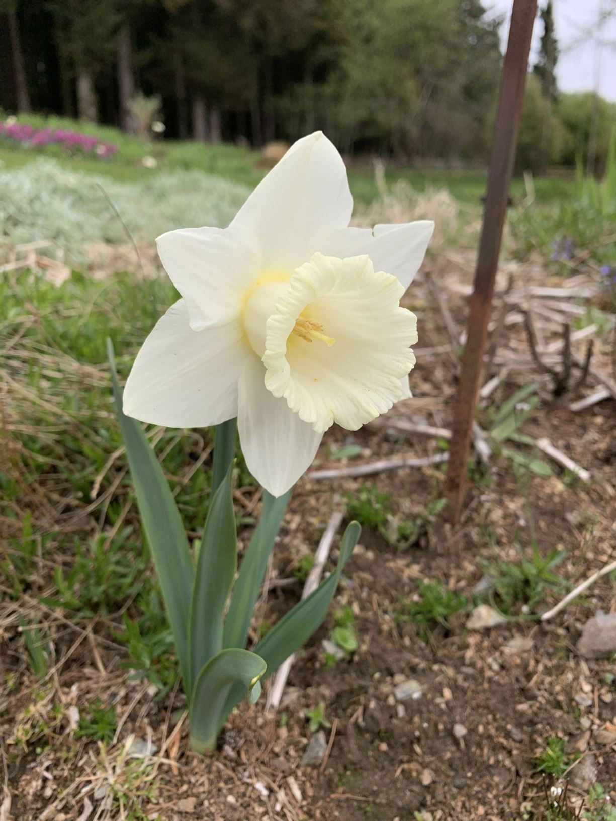 Narcissus 'Mount Hood' - Påskelilje