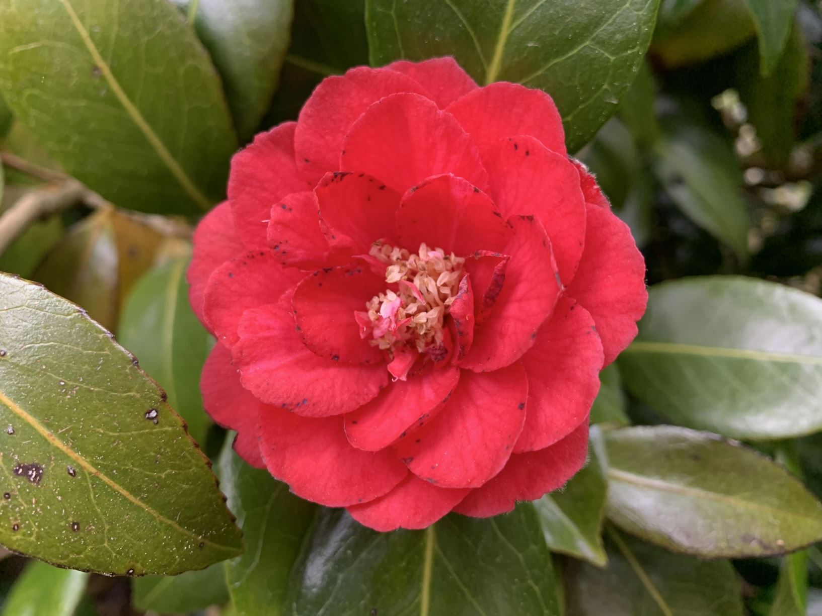 Camellia 'Fire'N' Ice'