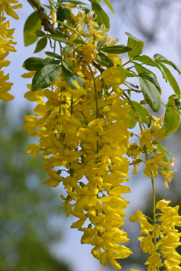 Laburnum × watereri 'Vossii' - Hybridgullregn, Golden chain tree