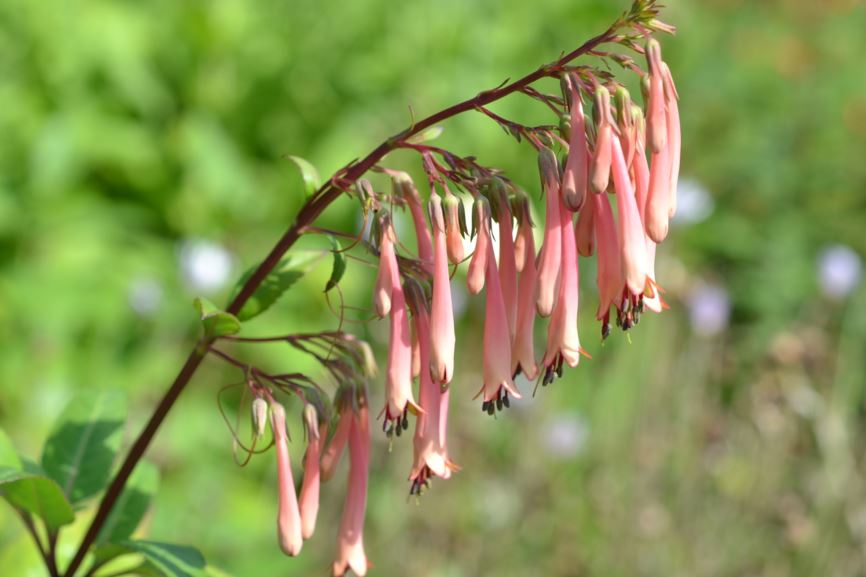 Phygelius capensis - Western river bells