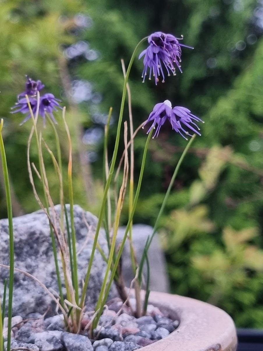 Allium cyaneum - Blåløk
