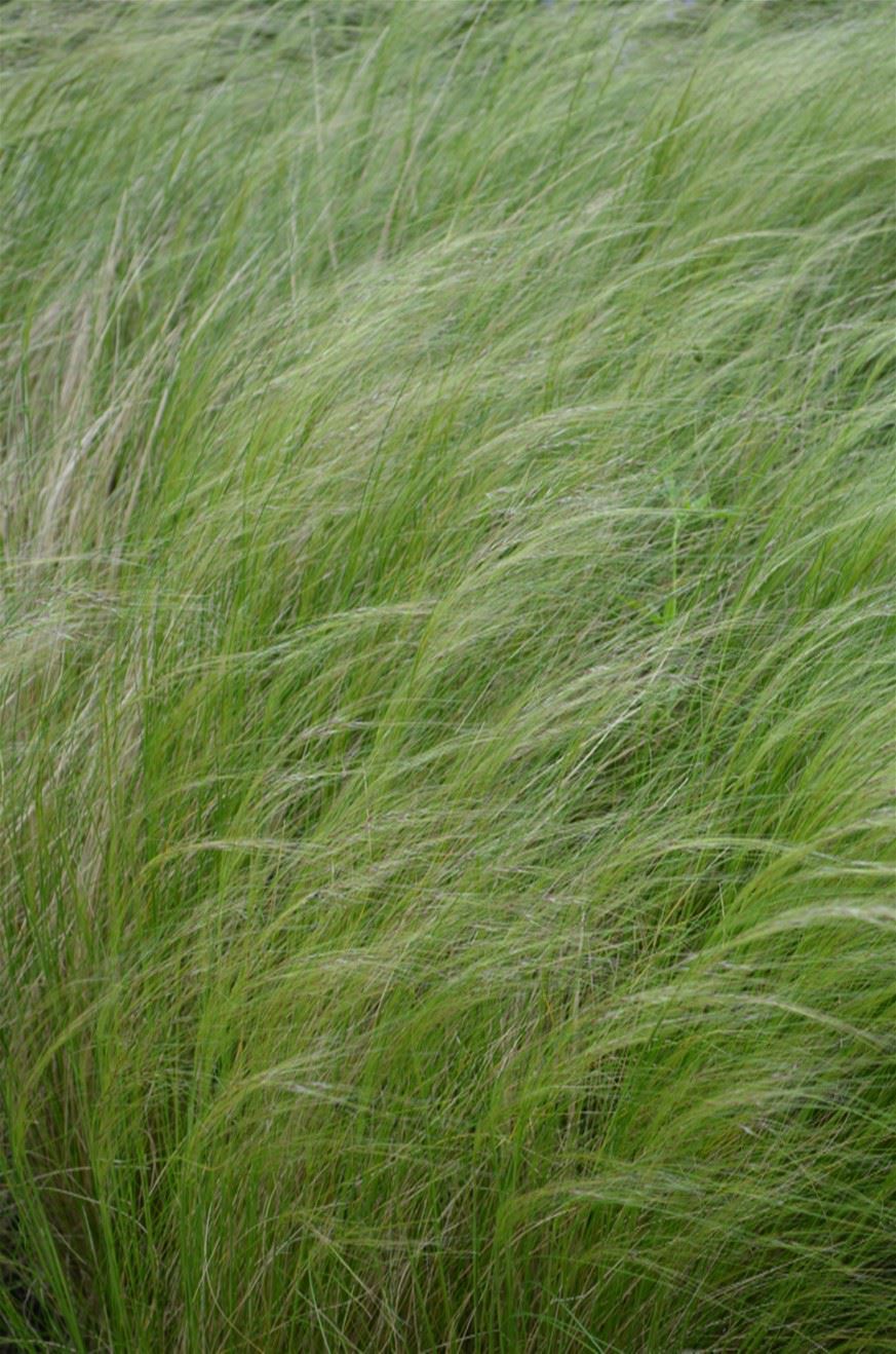 Nassella tenuissima - Penselfjørgras, Mexican feather grass