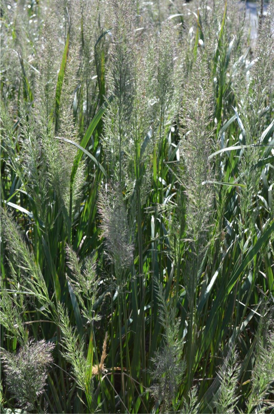 Calamagrostis arundinacea - Snerprørkvein, Reed grass