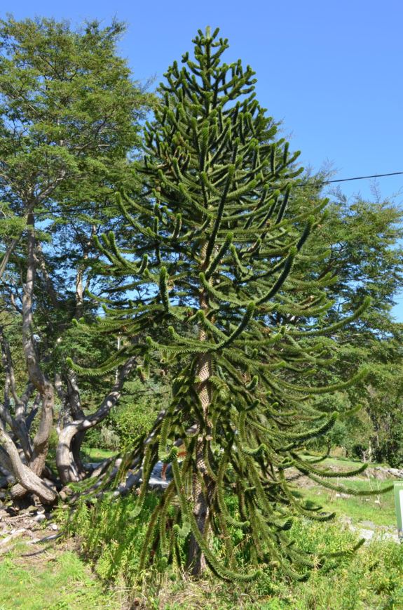 Araucaria araucana - Apeskrekk, Skjellgran, Monkey puzzle tree