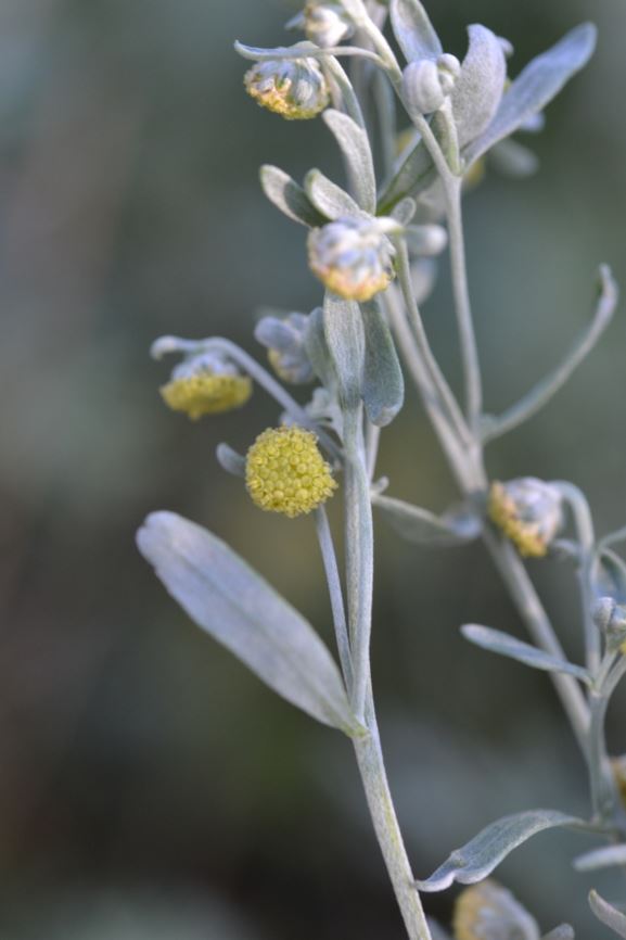 Artemisia absinthium - Malurt, Wormwood, Absinthii herba