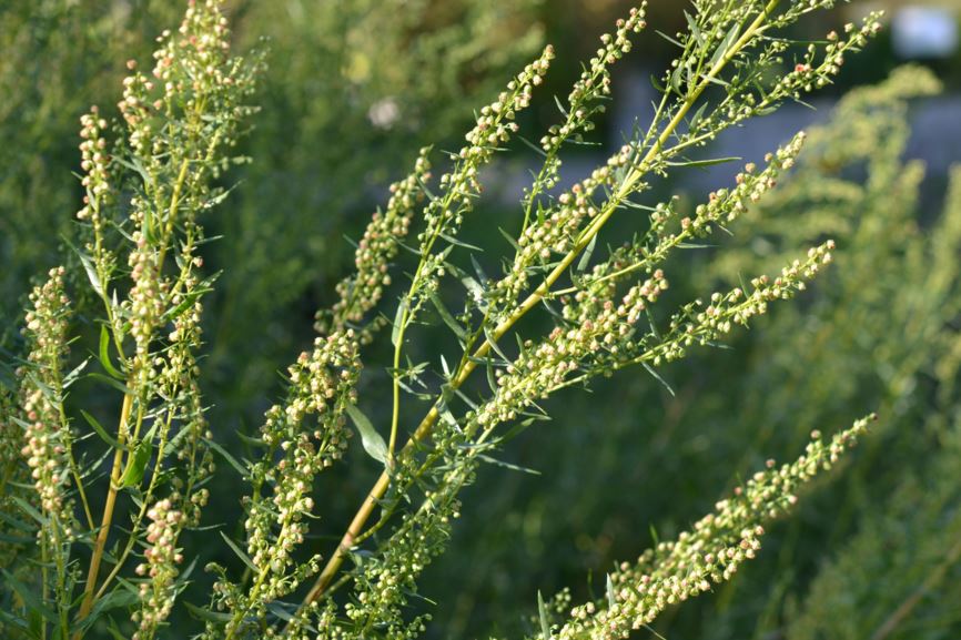 Artemisia dracunculus - Estragon, Tarragon