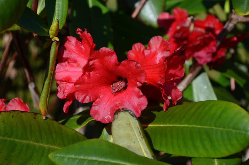 Rhododendron succothii