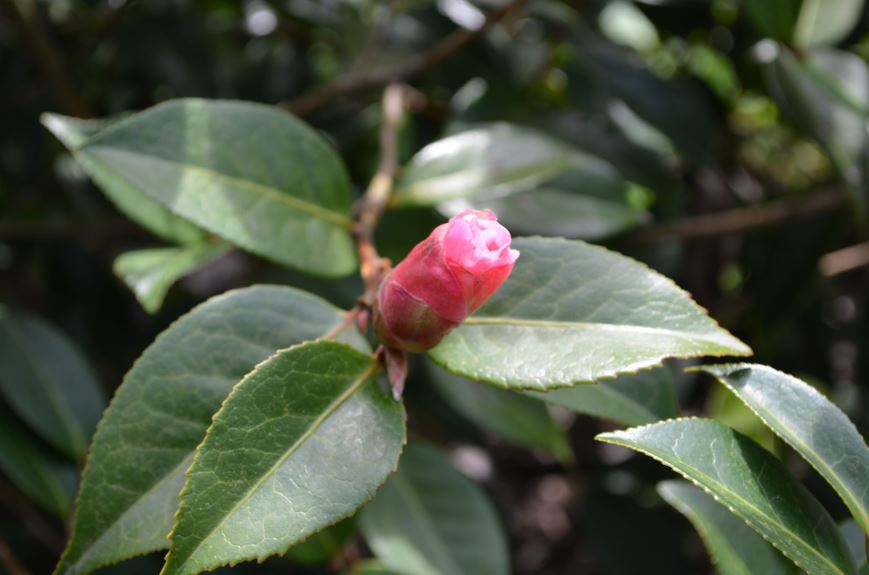 Camellia 'Leonard Messel' - Kamelia