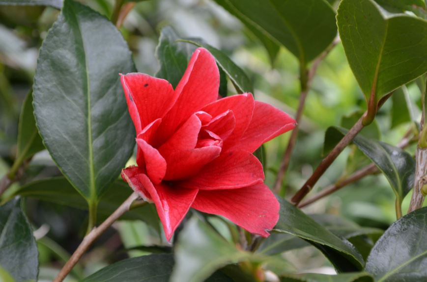Camellia × williamsii 'Freedom Bell'