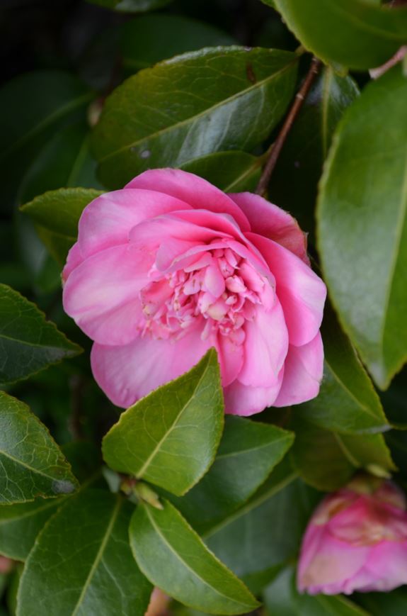 Camellia × williamsii 'Debbie' - Kamelia