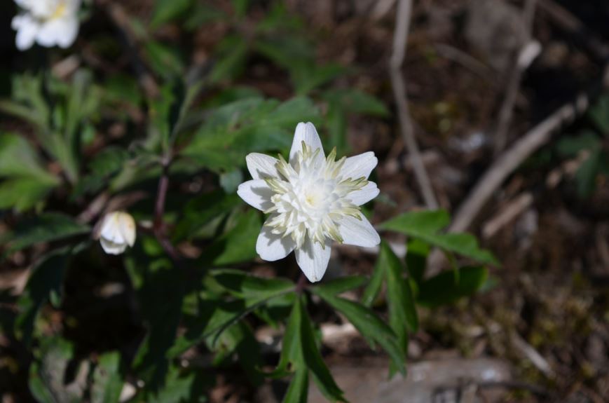 Anemone nemorosa 'Flore Pleno' - Hvitveis-kultivar