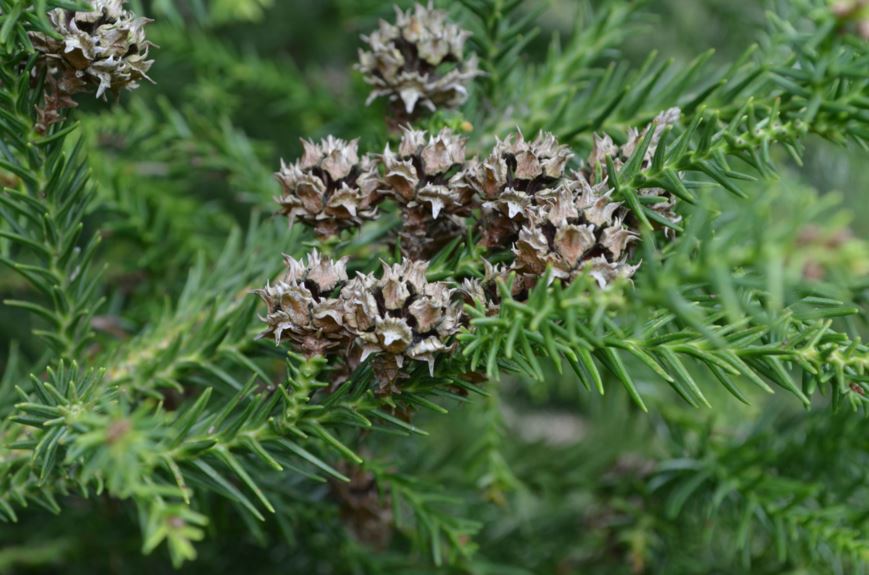 Cryptomeria japonica - Japanseder, Japanese cedar