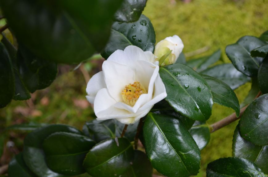 Camellia japonica 'Charlotte de Rothschild'