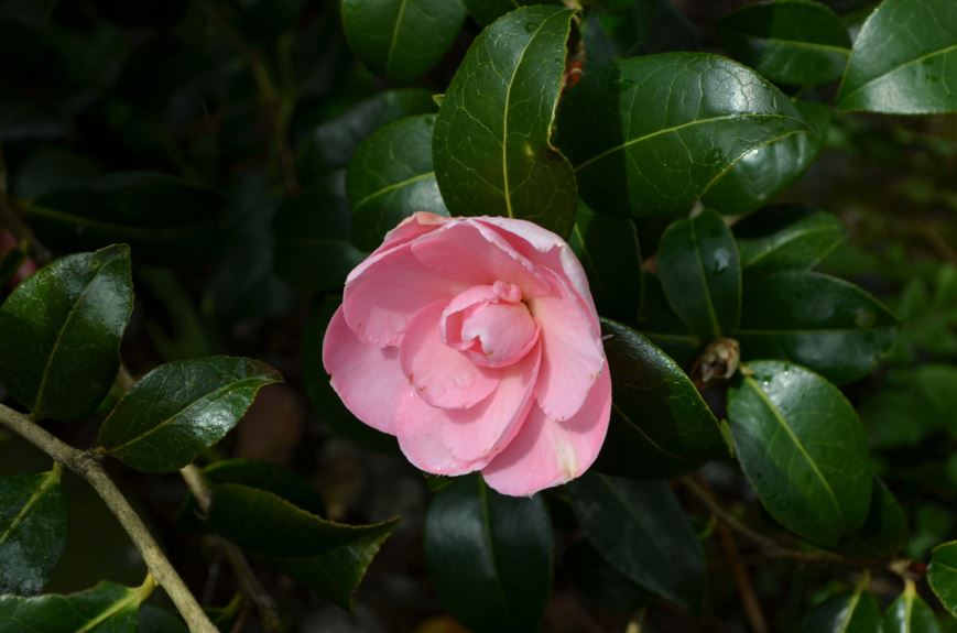 Camellia 'Betty Sette'