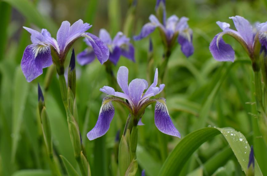 Iris versicolor - Praktiris, Blue flag