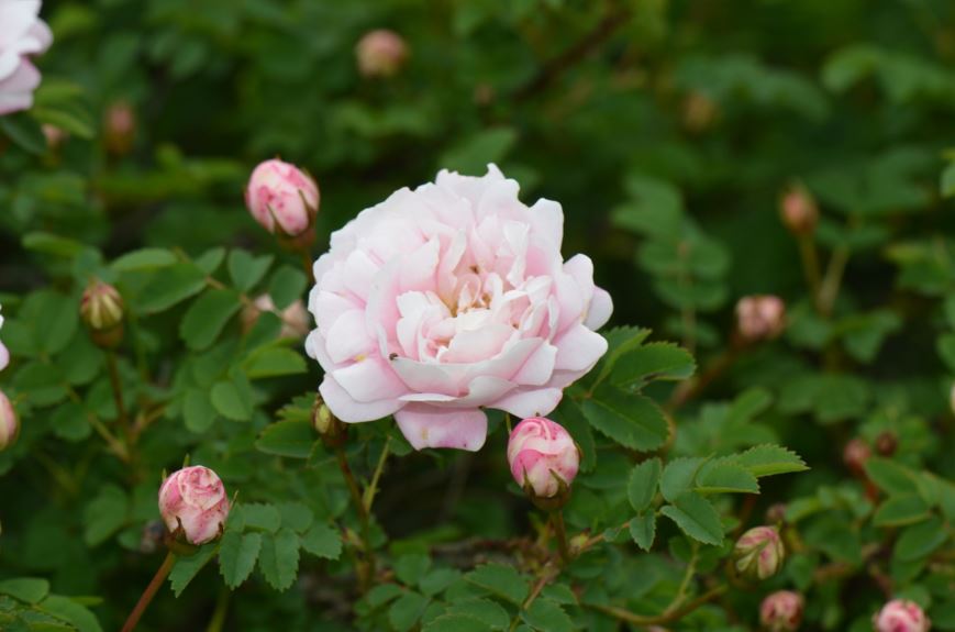 Rosa pimpinellifolia - Trollnype