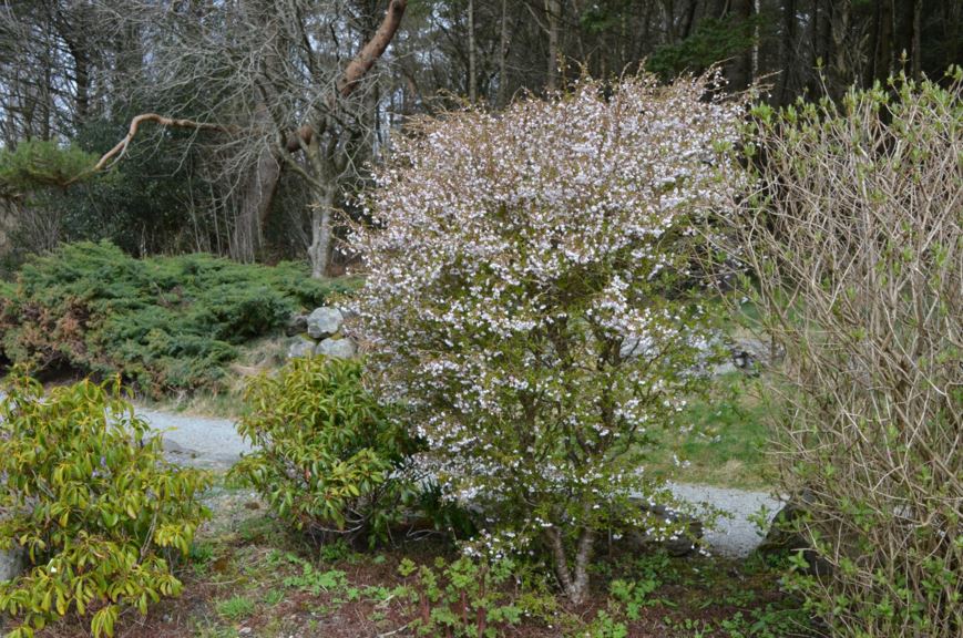 Prunus incisa 'Kojo-no-mai' - Japankirsebær