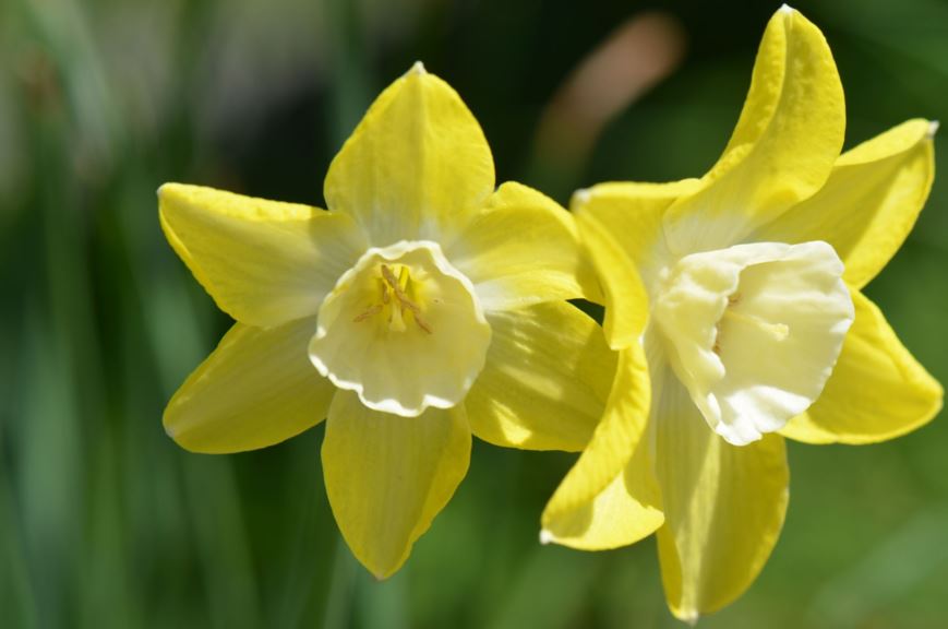 Narcissus 'Verdin'