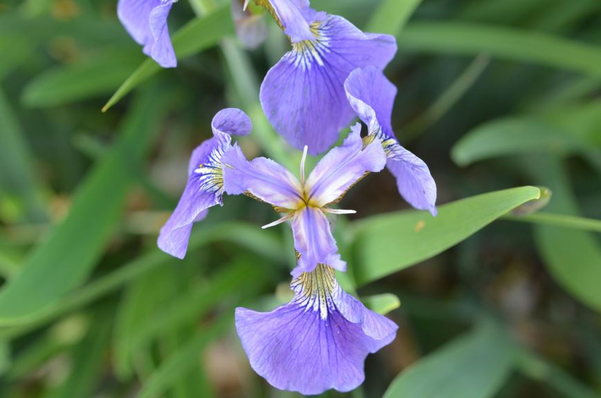 Iris setosa - Beach-head iris
