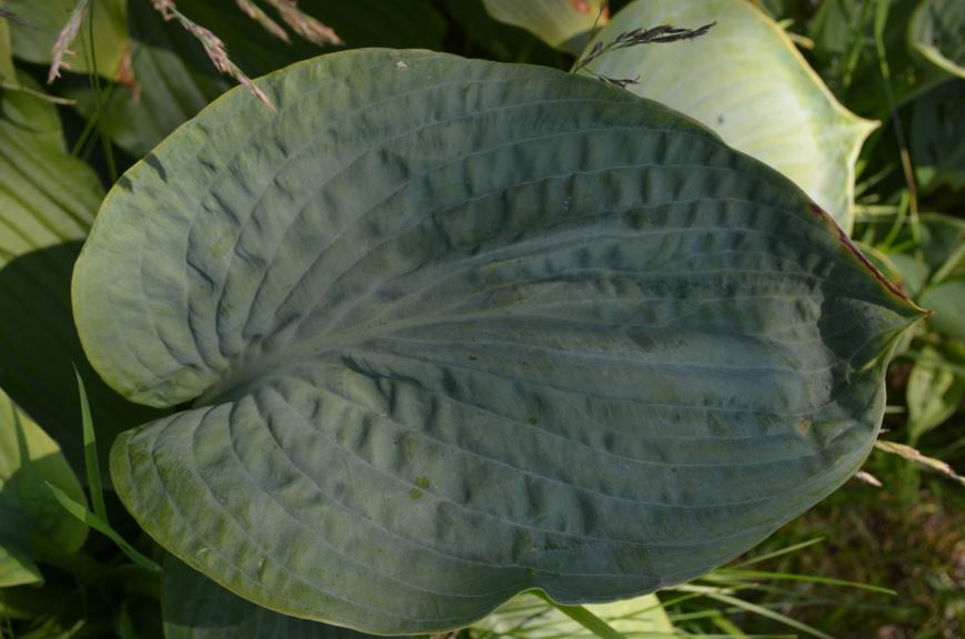 Hosta 'Sea Lotus Leaf'