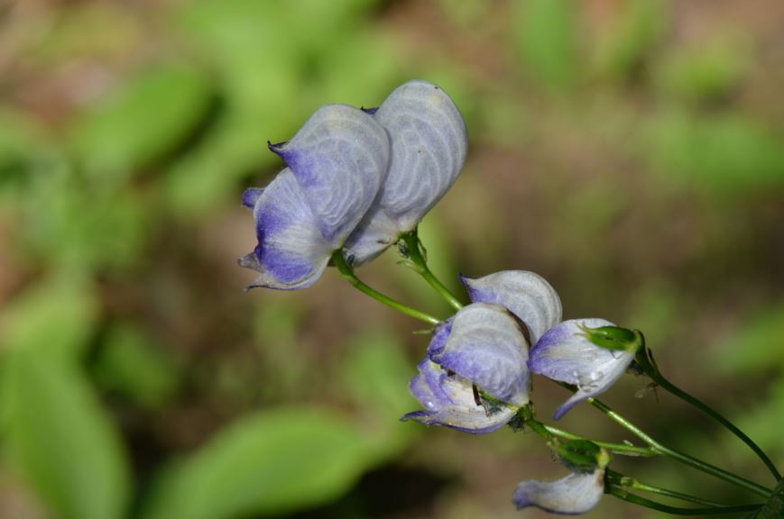 Aconitum × cammarum 'Bicolor' - Lys prakthjelm, Purple wolf's bane 'Bicolor'