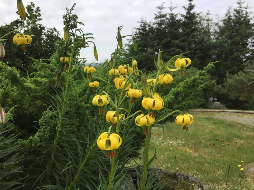 Lilium pyrenaicum - Pyreneerlilje, Pyrenean Lily