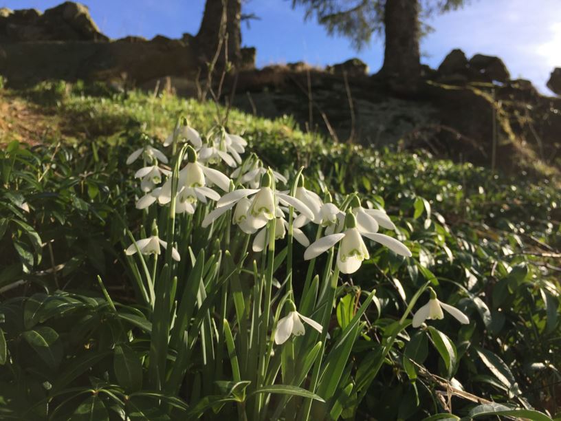 Galanthus nivalis - Snøklokke, Common snowdrop