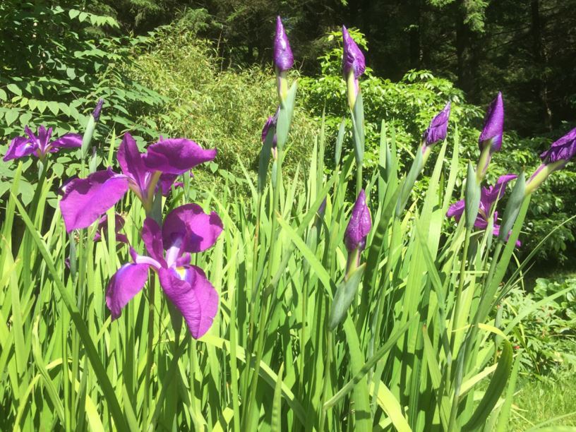 Iris ensata - Tvillingiris, Japanese water iris