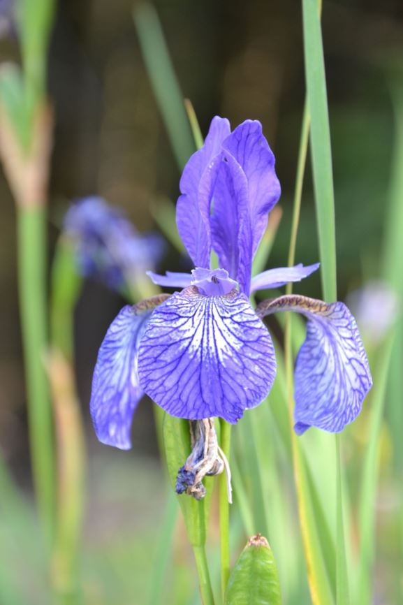 Iris sibirica - Sibiriris