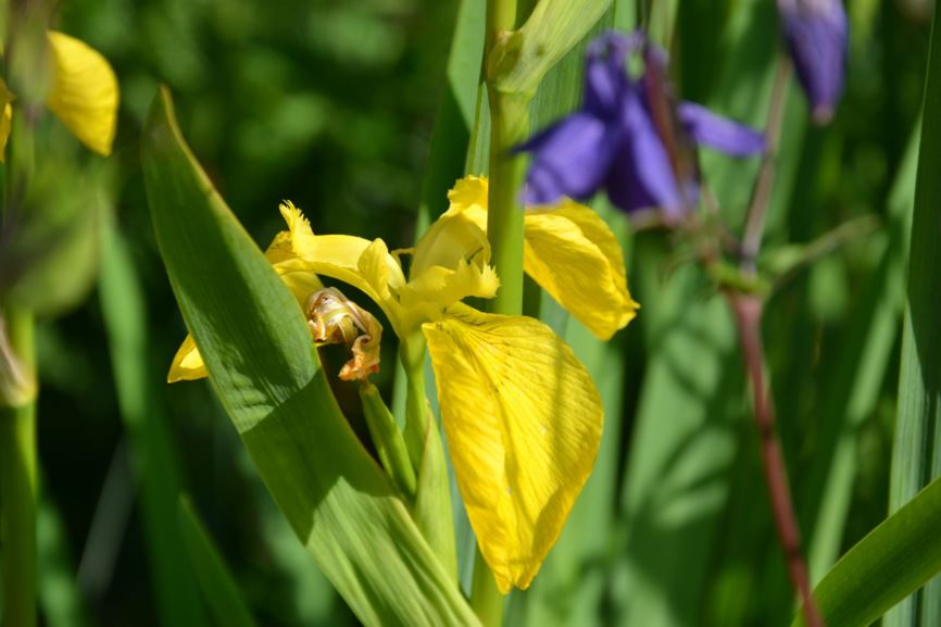 Iris pseudacorus - Sverdlilje, Yellow flag, yellow iris, water flag