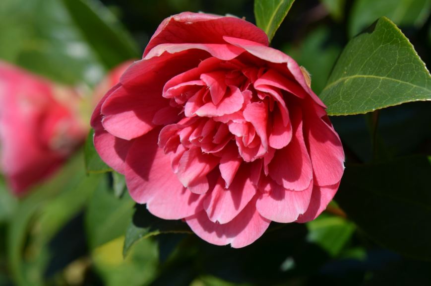 Camellia × williamsii 'Anticipation'