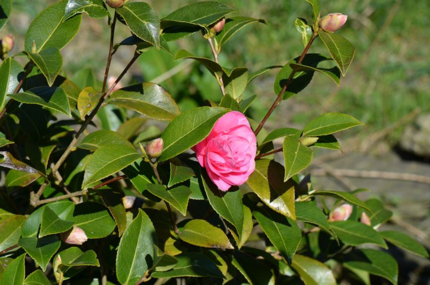 Camellia × williamsii 'Debbie' - Kamelia | Stavanger Botanic Garden, Norway