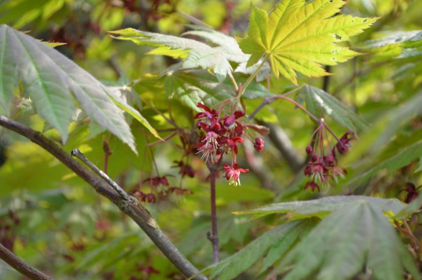 Acer japonicum - Japanlønn, Full moon maple