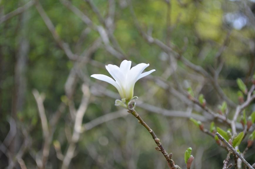 Magnolia stellata - Stjernemagnolia, Star magnolia