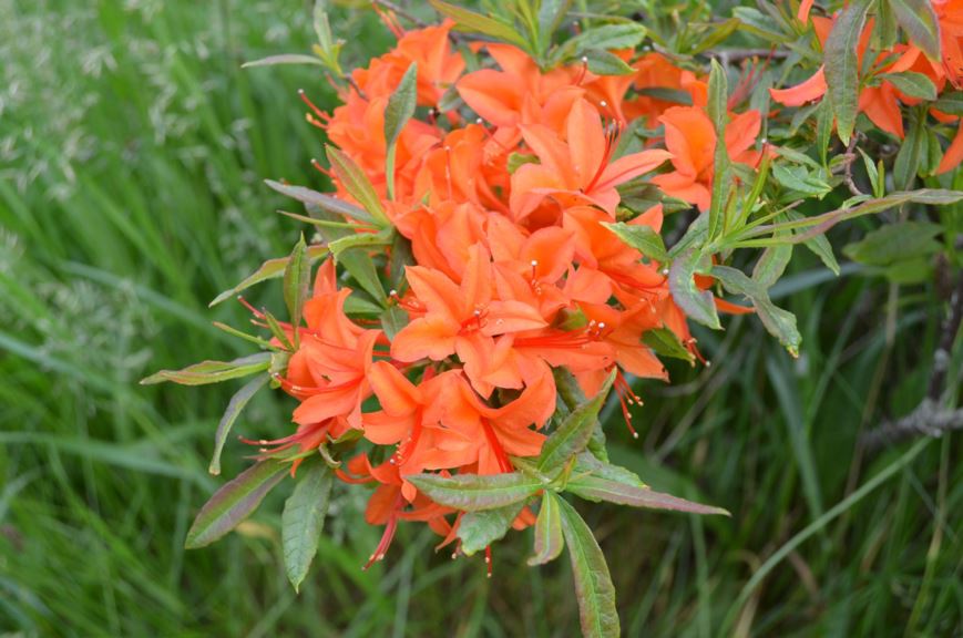 Rhododendron calendulaceum - Flame azalea