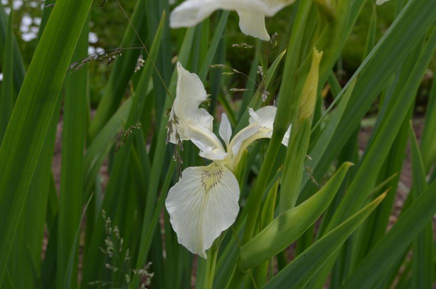 Iris pseudacorus 'Creme de la Creme' - Sverdlilje