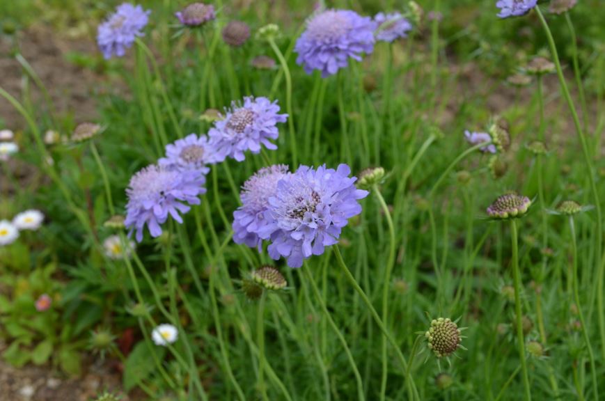 Scabiosa japonica var. alpina 'Ritz Blue'