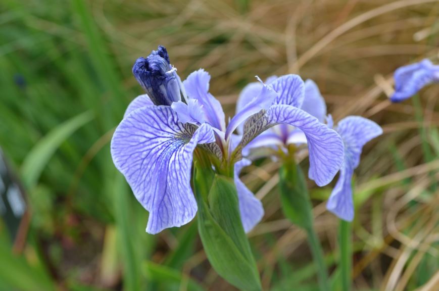 Iris hookeri - Beach-head iris