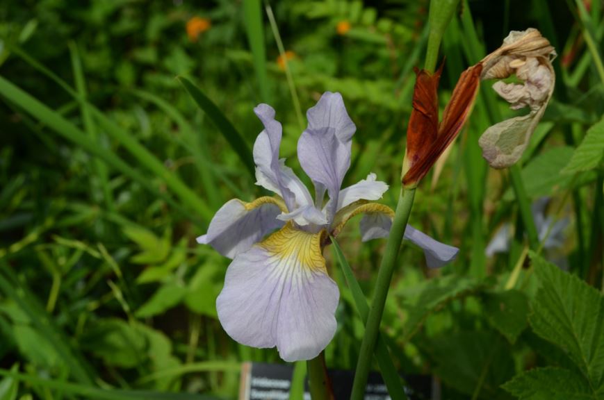 Iris halophila - Saltiris, Salt marsh iris