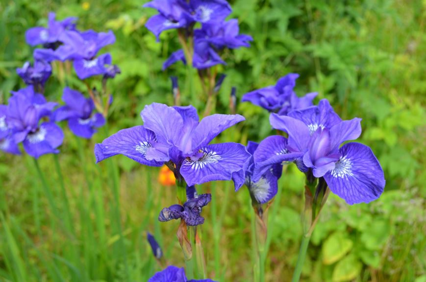Iris sibirica 'Concord Crush' - Sibiriris